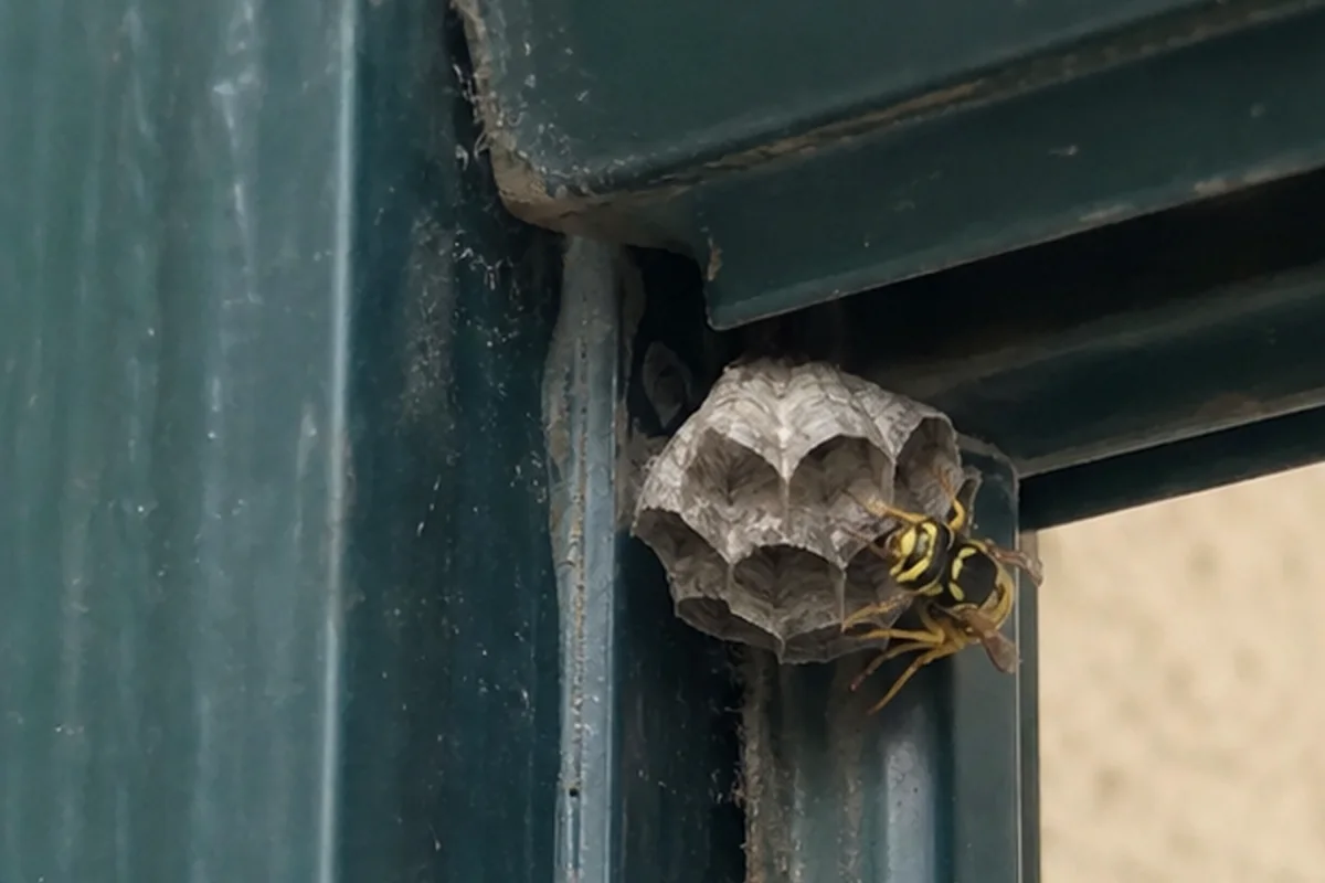 Nido de avispas en el alero de una vivienda, con un técnico observando a distancia de seguridad