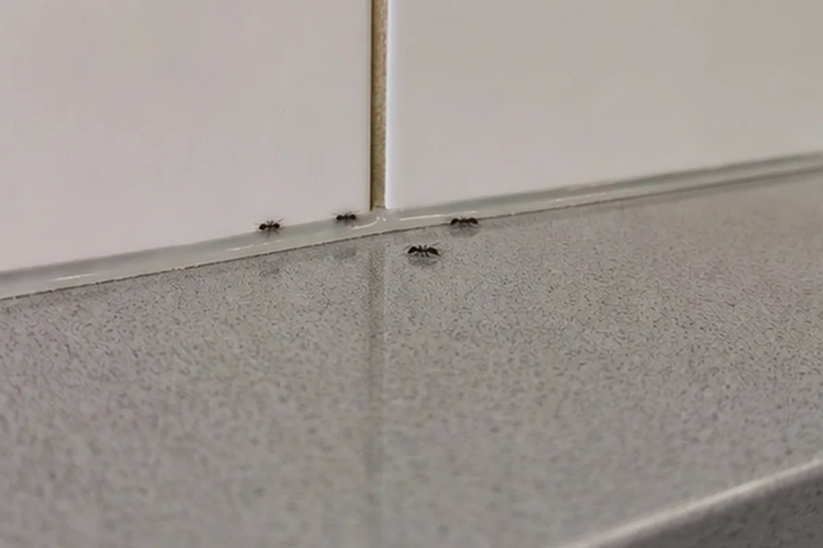 Control de hormigas en Esplugues de Llobregat