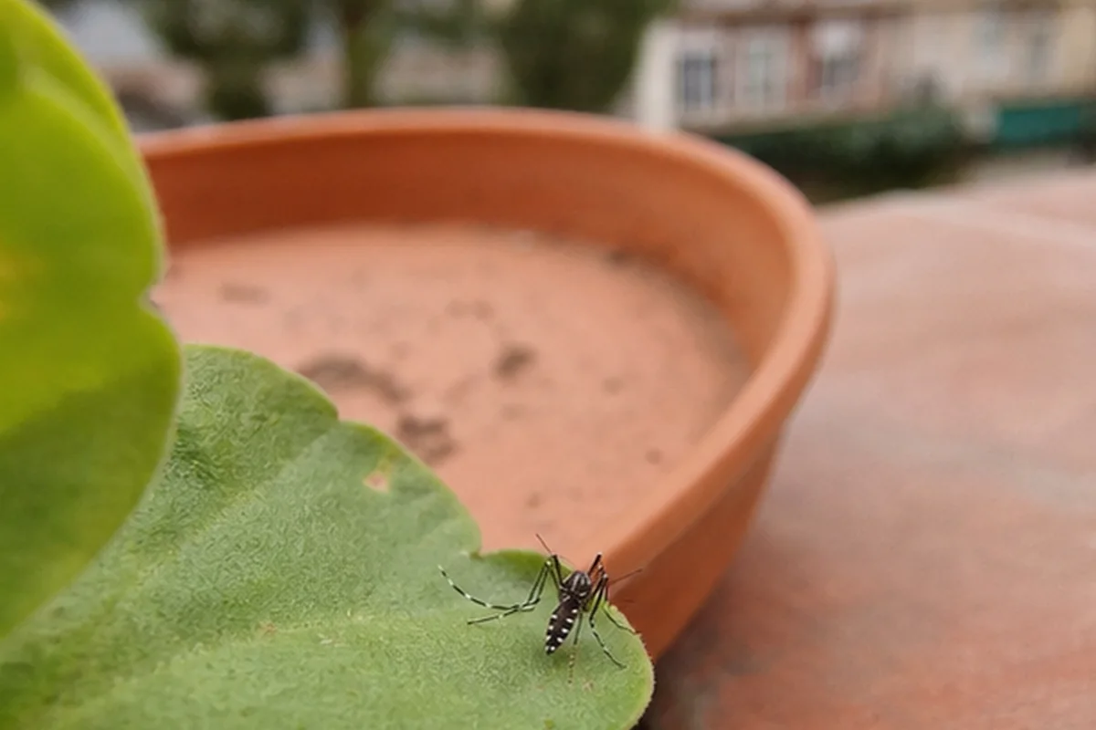 Control de mosquito tigre en Esplugues de Llobregat